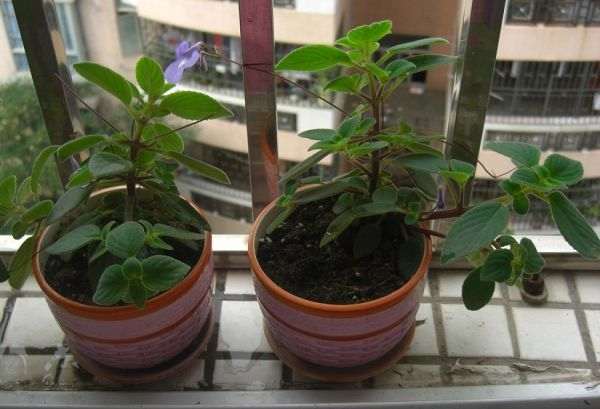 不同基肥对盆栽西洋参生长有什么影响