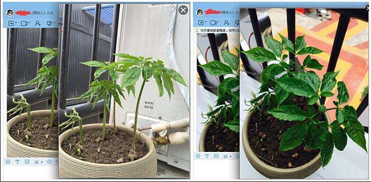 不同处理对盆栽西洋参有什么影响 图片