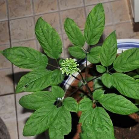 不同处理对盆栽西洋参有什么影响 图片