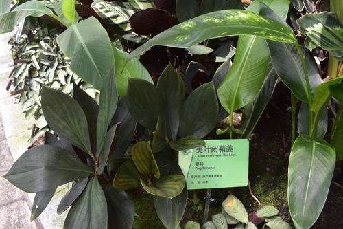 不同基质对盆栽闭鞘姜光合和生长的影响