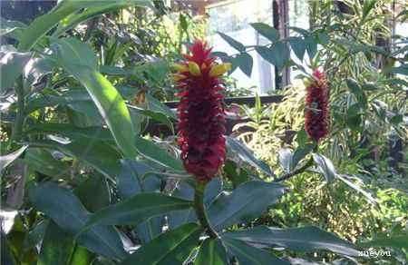 不同基质对盆栽闭鞘姜光合和生长的影响