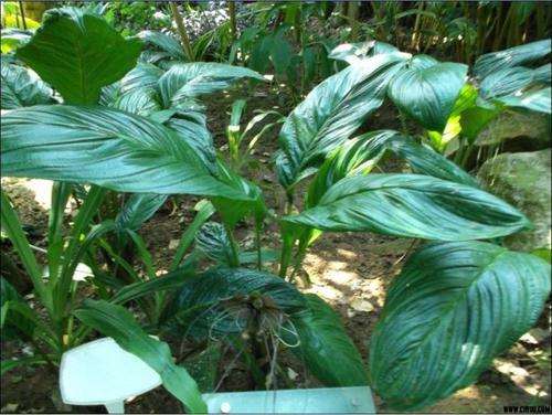 盆栽闭鞘姜的净光合速率是多少 图片