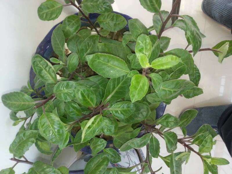 不同基质对盆栽海南三七生物量的影响