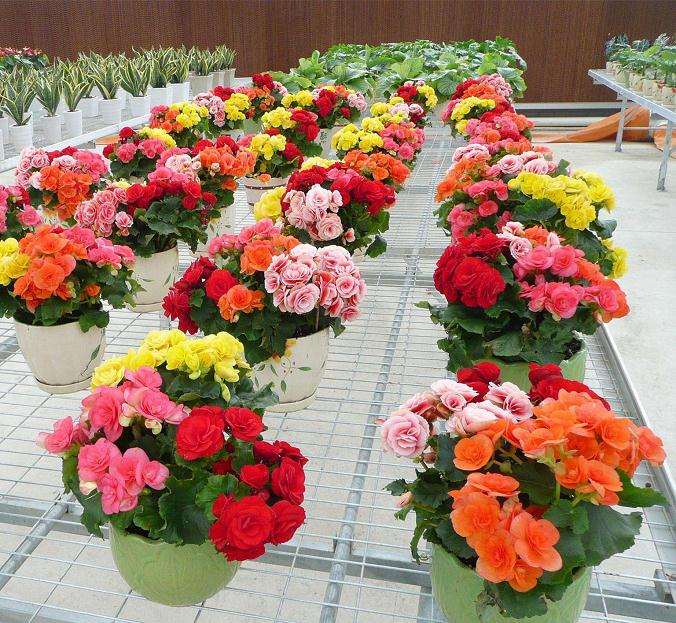 花卉盆栽贮运前花材怎么处理的方法 图片