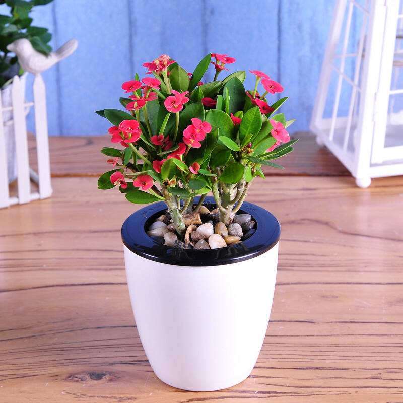 花卉盆栽贮运后叶片可溶性糖含量 降低