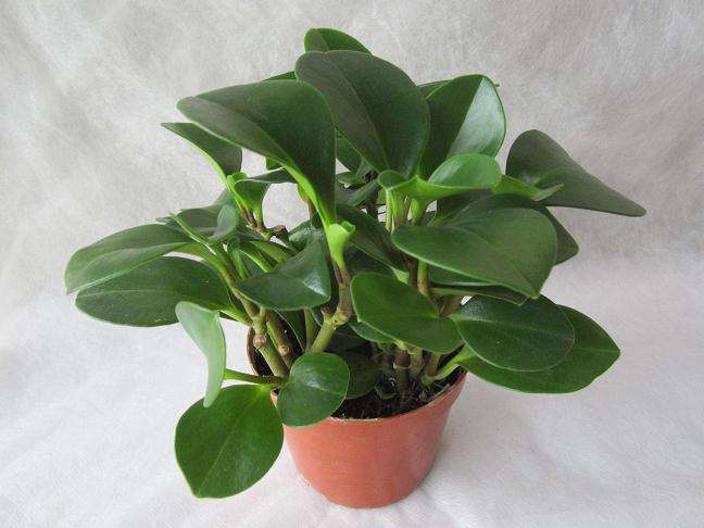 花卉盆栽贮运后叶片脯氨酸含量 怎么样