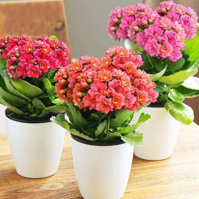 不同根部处理对盆栽植物贮运后的品质比较