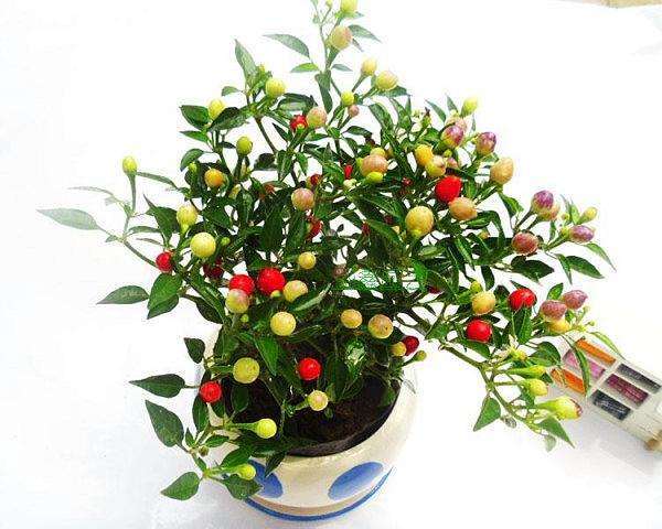 不同辣椒品种盆栽适应性研究 图片