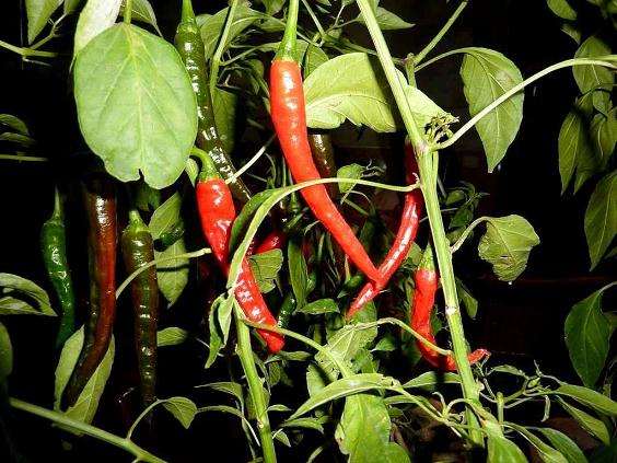 为什么最适合阳台的辣椒盆栽为湘辣712