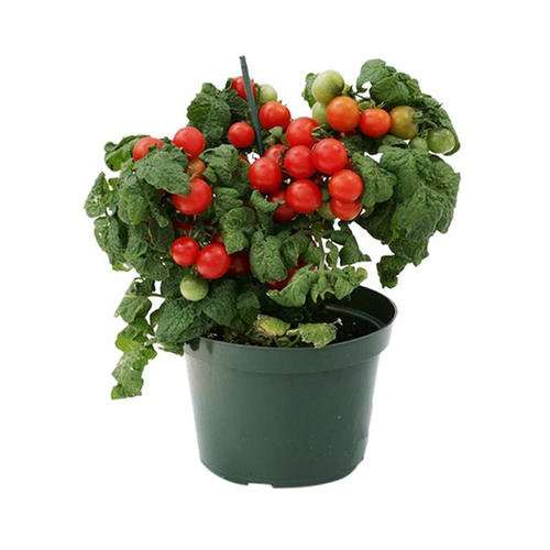 番茄盆栽试验在设施温室条件 最好 图片