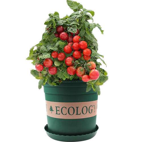 番茄盆栽试验在设施温室条件 最好 图片