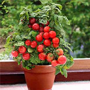 设施盆栽番茄生物量测定分析 图片