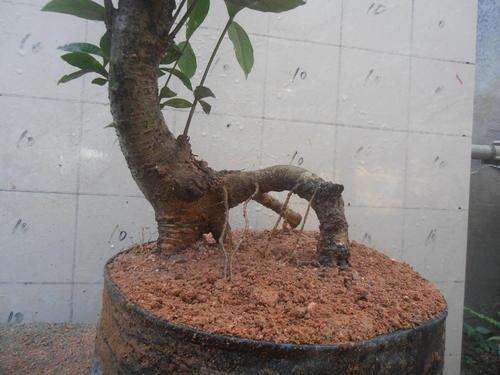 栀子下山桩可以制作小品盆景吗 图片