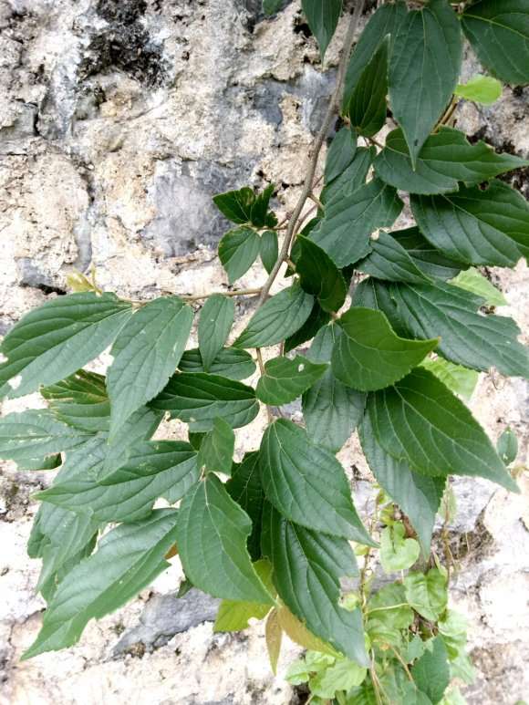 这两种都是朴树下山桩吗 可以吗 图片