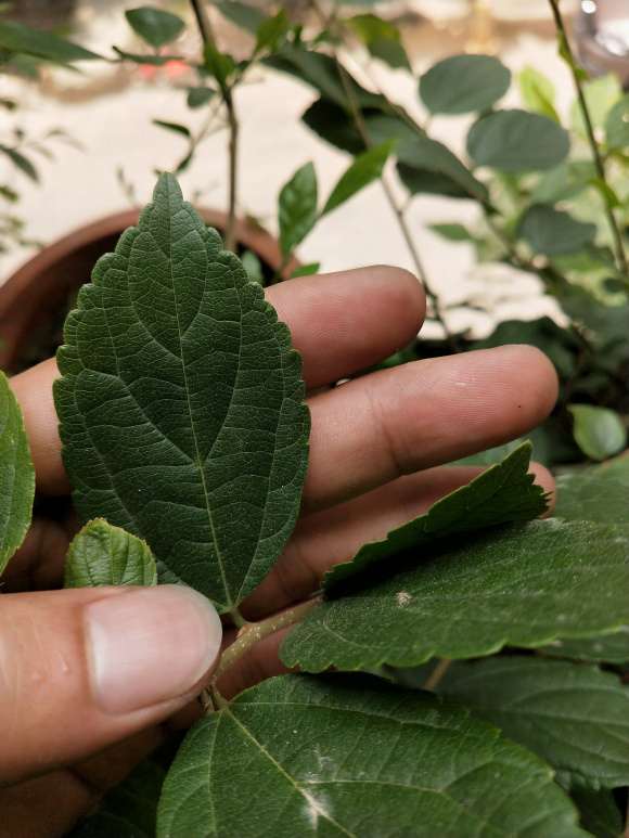 这两种都是朴树下山桩吗 可以吗 图片