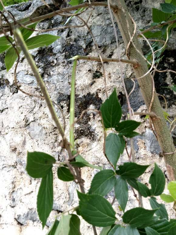 这两种都是朴树下山桩吗 可以吗 图片