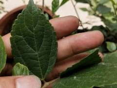 这两种都是朴树下山桩吗 可以吗 图片