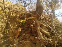 请问这个是朴树下山桩吗 怎么区别 图片