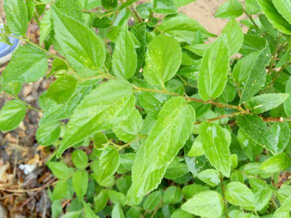 这是不是朴树下山桩 帮忙看看 图片