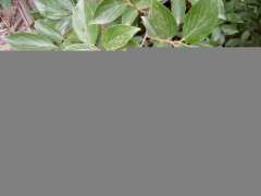 这是不是朴树下山桩 帮忙看看 图片