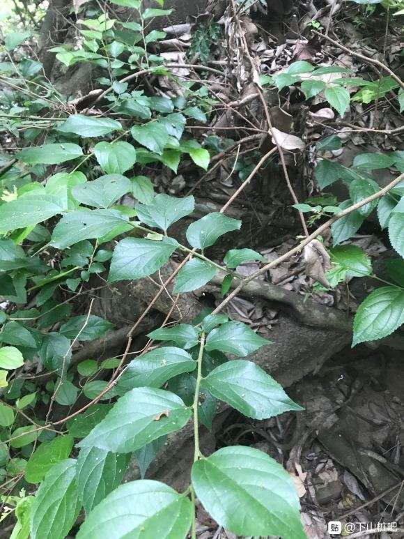 这是朴树下山桩吗 怎么区别 图片