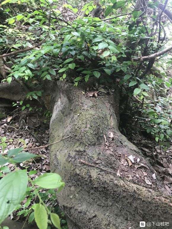 这是朴树下山桩吗 怎么区别 图片