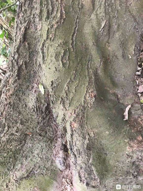 这是朴树下山桩吗 怎么区别 图片