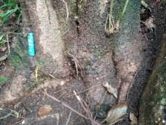 请教 这是不是朴树下山桩 怎么办 图片