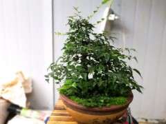 请教朴树下山桩的品种 帮忙看看 图片