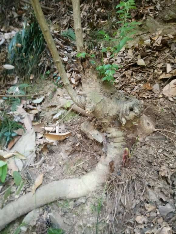 请教各位老师 这是朴树下山桩吗 图片
