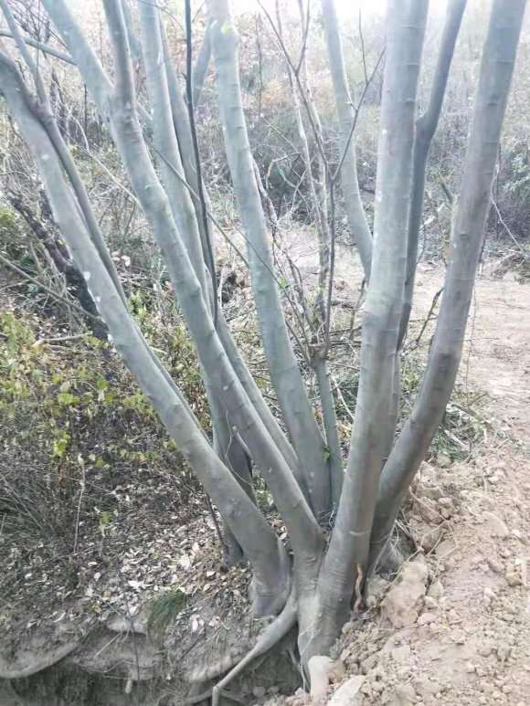 这个是不是朴树下山桩 怎么区别 图片