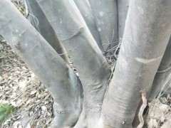 这个是不是朴树下山桩 怎么区别 图片