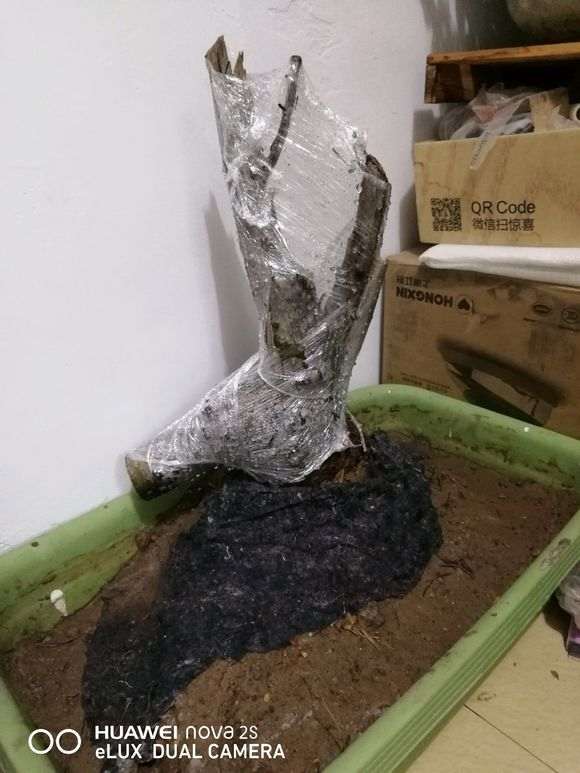 朴树下山桩要怎样才比较容易成活