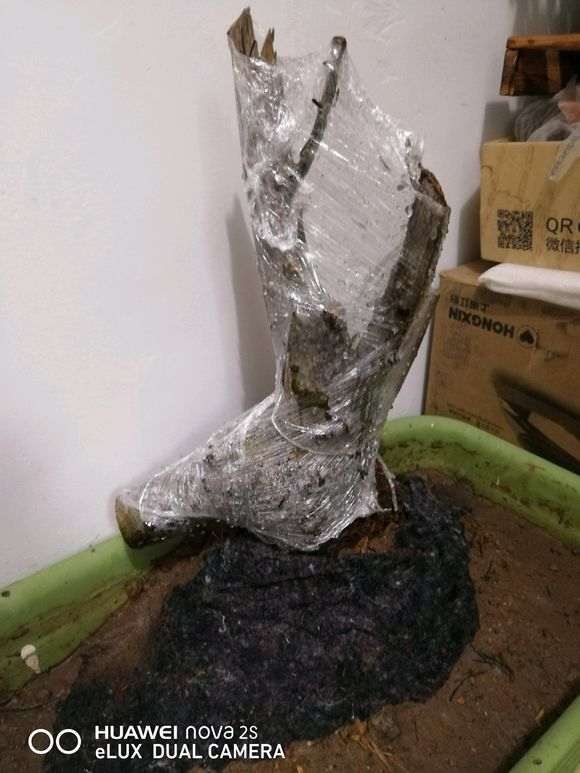 朴树下山桩要怎样才比较容易成活