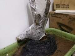 朴树下山桩要怎样才比较容易成活 图片