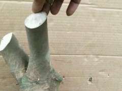 朴树下山桩怎么栽 要生根粉吗 图片