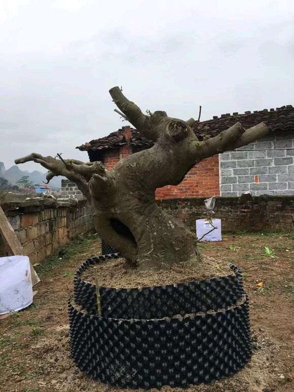 小朴树下山桩一棵 有点胖 可以吗 图片