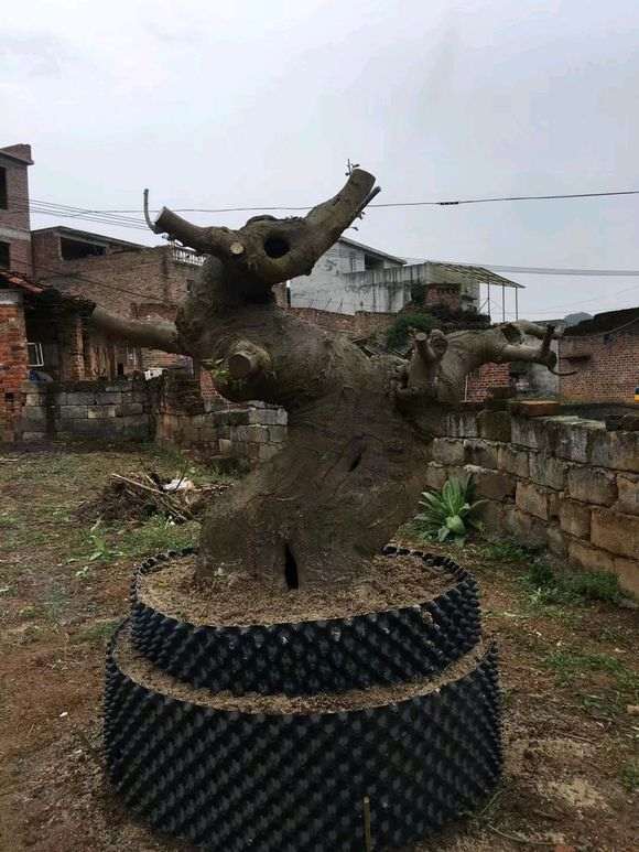 小朴树下山桩一棵 有点胖 可以吗 图片