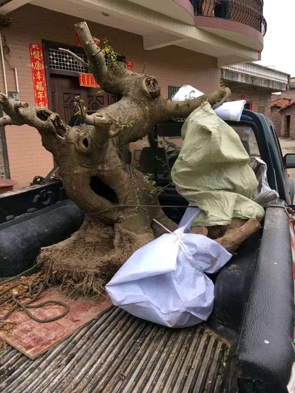 小朴树下山桩一棵 有点胖 可以吗 图片