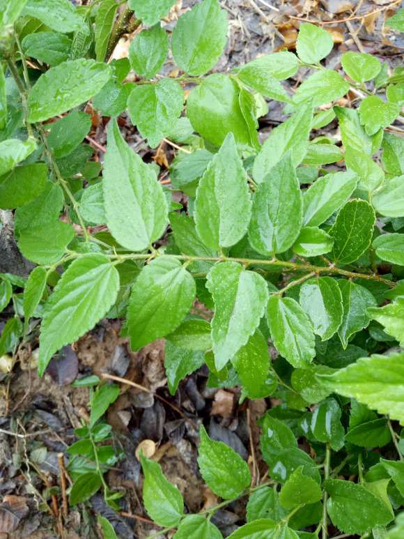 什么挖朴树下山桩 最好 容易发芽 图片