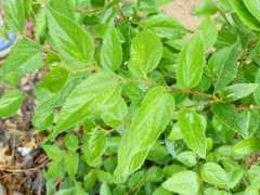 什么挖朴树下山桩 最好 容易发芽 图片