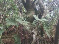 这个朴树下山桩可以吗 帮忙看看 图片