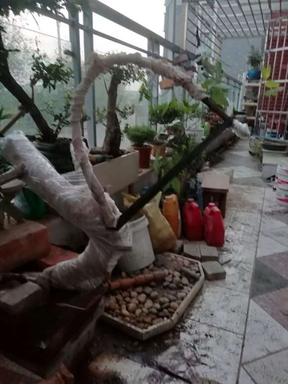 朴树下山桩做盆景可以吗 怎么样 图片