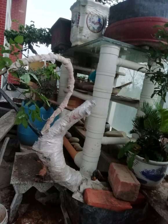朴树下山桩做盆景可以吗 怎么样 图片