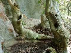 朴树下山桩做盆景可以吗 可以吗 图片