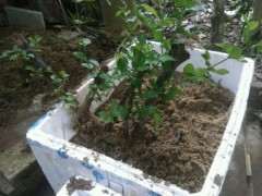 朴树下山桩什么时候挖 怎么缠膜保湿