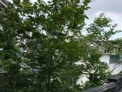 这是朴树下山桩 我们说的沙朴 图片