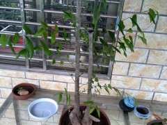 请教 朴树下山桩 怎么玩 图片