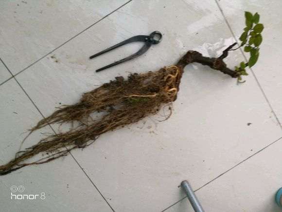 朴树下山桩 几月份扦插 最好 怎么样 图片