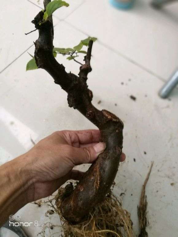 朴树下山桩 几月份扦插 最好 怎么样 图片